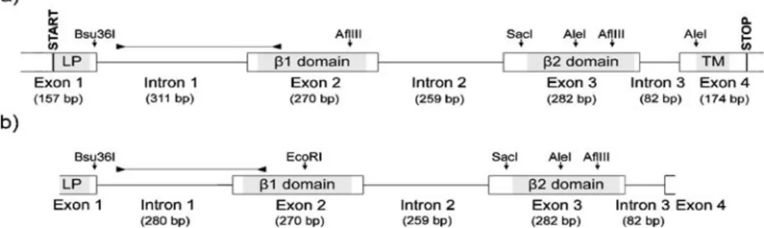 Fig. 1 Schematic illustration and restriction maps of the Barn owl MHCIIB genes Tyal-DAB1 (a) and Tyal-DAB2 (b)