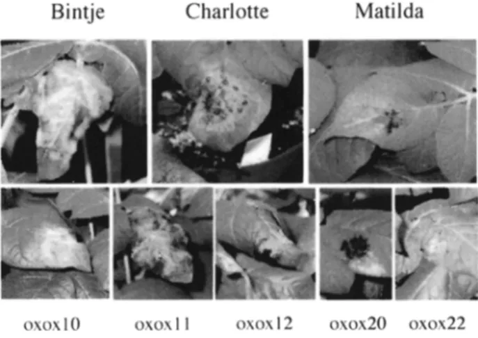 Fig.  2.  Typical  symptoms observed in  transgenic  potato  lines  expressing  a  35S-oxalate  oxi-  dase  gene,  1 week  after  inoculation  of the  leaves  with  P