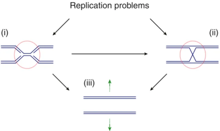 Fig. 1 DNA replication problems can lead to replication fork stalling and unreplicated chromosomal areas (i ), and to the formation of branched repair intermediates from homologous recombination-dependent RF  re-covery pathways (ii)
