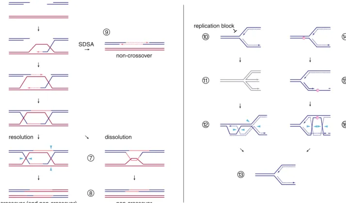 Fig. 2 DNA double-strand break repair and replication fork support mediated by homologous recombination