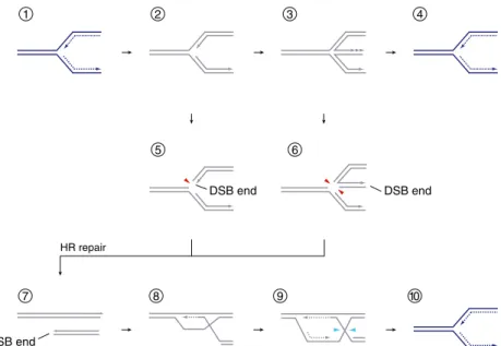 Fig. 3 Replication fork recovery by simple resetting or deliberate break- break-age. 1, RF movement can be impeded by a range of factors (see text); 2 , potentially leading to RF arrest (inactive fork, gray); 3 , RF regression, by annealing of the nascent 
