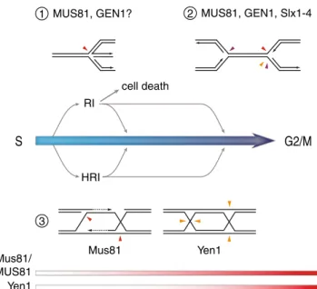 Fig. 5 Ways in which the HJ-resolving endonucleases Mus81 – Mms4/