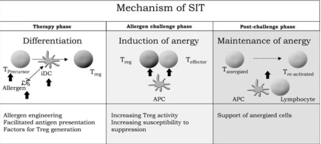 Fig. 1 The cartoon categorizes three different phases in the induction of T cell tolerance by SIT
