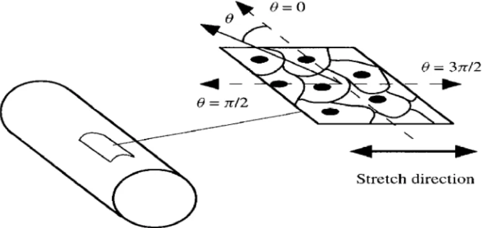 Figure  1.  The  quasi-two-dimensional  flat  piece  cut  from  the  artery  wall,  the  plane  of  projection  of  the  cells  and  their  cytoskeleton,  the  angle  Q  on  the  plane,  and  the  direction  of  stretch