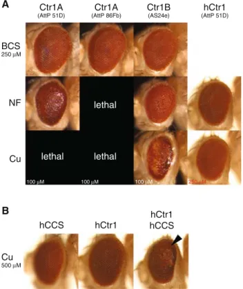 Fig. 2 Eye-specific expression of Ctr copper transporters in trans- trans-genic Drosophila