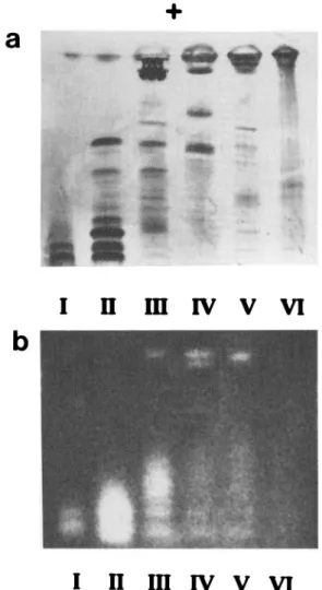 FIG. 2. Polyacrylamide gel electrophoresis of the peaks collected from anion exchange perfusion chromatography (Figure 1): (a) Coomassie stain to detect all proteins; (b) fluorogenic overlay to locate enzymes with chitinolytic activity