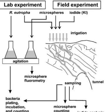 Fig. 3 Field and laboratory setups used in the experiments with tracer application and analyses procedures