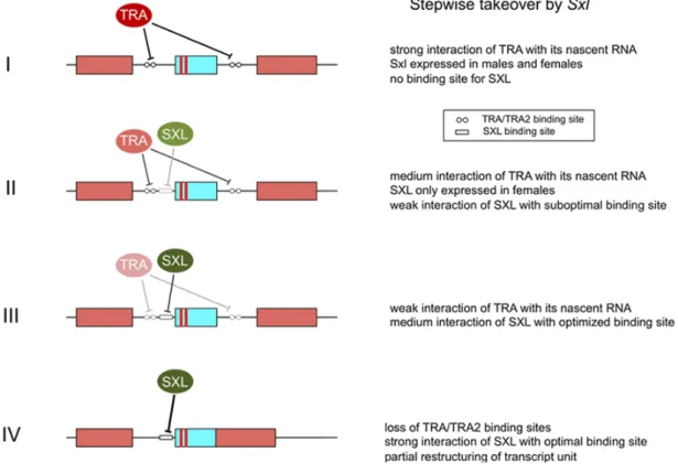 Figure 3. Gradual substitution of TRA by SXL as the main regulator of the productive female splice mode of nascent tra transcripts