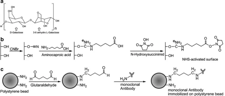 Fig. 2 Silver-stained 12% SDS-PAGE demonstrates the affinity between the immobilized mAb3E7 and the bPrP(25-241)