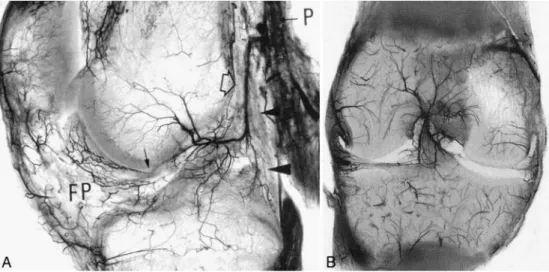 Fig. 7 The left sagittal section (a) shows the origin of the middle genicular artery (MGA) at a right angle (open arrow) to the popliteal artery (P), its almost vertical crossing of the posterior capsule (arrowheads), and its intraarticular osseous and sof