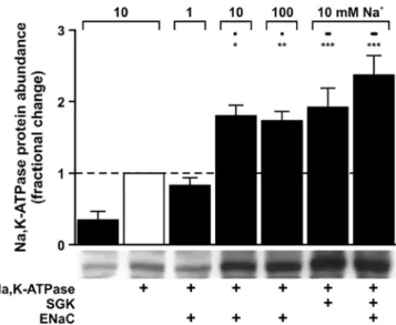 Figure 5 shows that neither the uptake rate of L -leucine by oocytes expressing exogenous LAT2-4F2hc (Fig