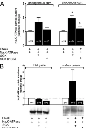 Fig. 5 Two transport proteins other than Na,K-ATPase are not affected by SGK1  co-expres-sion