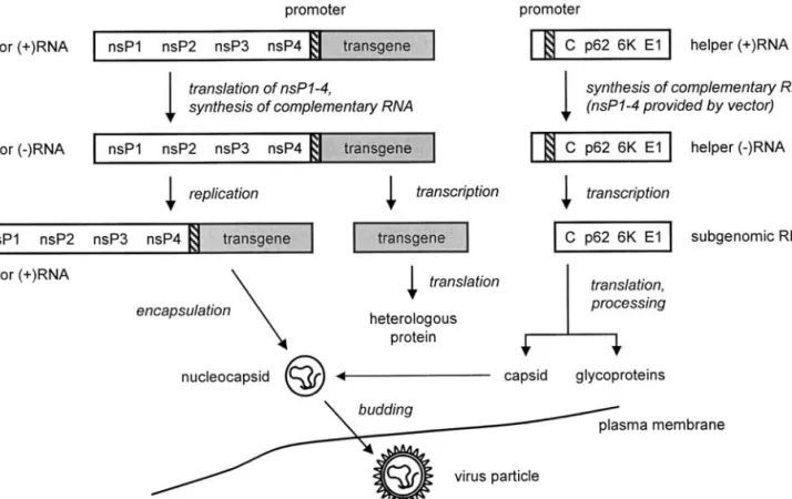 Fig. 2. Packaging of SFV and SIN replicons. Vector RNA encoding nonstructural proteins 1–4 (nsP1–4) and the transgene (shaded) under the control of the 26S subgenomic RNA promoter (hatched), and defective helper RNA (encoding the structural alphavirus prot