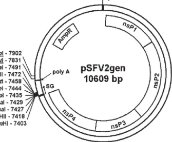 Fig. 3. Topological map of the pSFV2gen vector plasmid. Nucleotides are numbered with the ﬁrst nucleotide of the cDNA derived from SFV4 genomic RNA deﬁned as 1