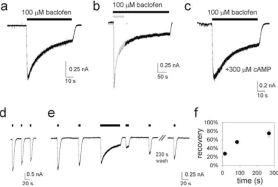Fig. 2 Prolonged stimulation of GABA B receptors produces acute desensitization of GIRK2 currents