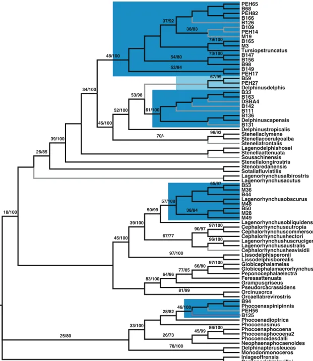 Fig. 2 Cladogram among unique mtDNA cytochrome b haplotypes of the analysed Peruvian cetacean samples, along with delphinidae sequences available at NCBI