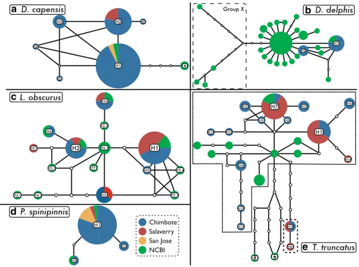 Fig. 3 Species haplotypic networks among our Peruvian samples and those from conspecifics available at the NCBI public database