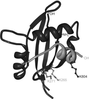 Figure 1. Ribbon diagram of the NCoA-1•STAT6 complex (PDB ID code 1OJ5). Lysines close to the binding site that can potentially be cross-linked are highlighted for the helical STAT6-peptide (light grey ribbon, L795-E808) and the protein NCoA-1 (dark grey r
