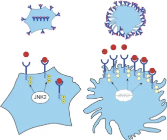 Figure 2. JNK2 promotes SR-A-mediated lipid internalization in  macrophages. Left panel: JNK2 indirectly or directly  phospho-rylates SR-A (receptor in blue), which allows internalization of  receptor-bound lipoproteins (in red)