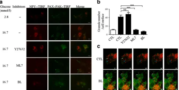 Fig. 4 MLCK and myosin II are implicated in beta cell exocytosis.