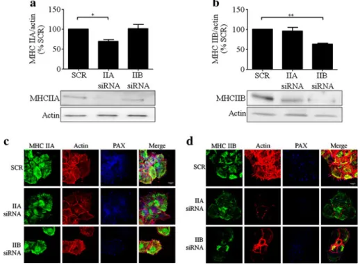 Fig. 6 MHC IIA and IIB are necessary for glucose-induced actin remodelling and PAX localisation in protrusions