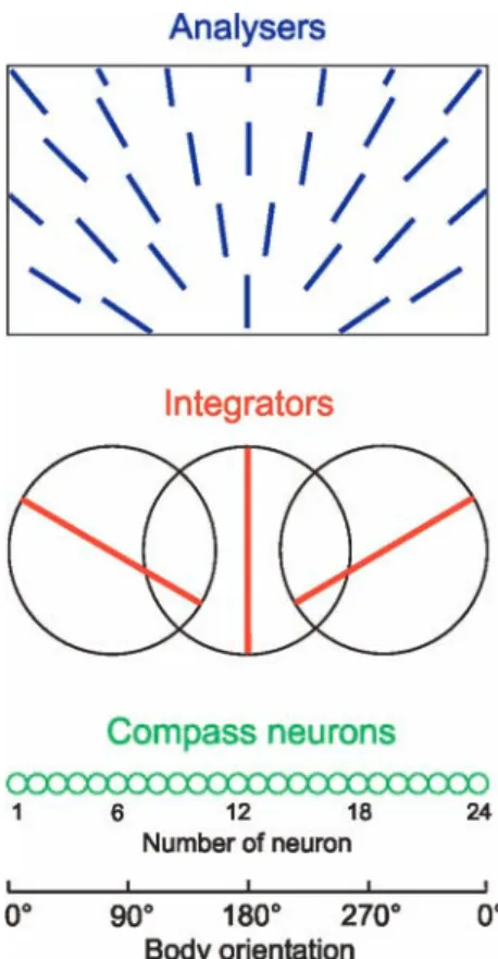 Fig. 5 Hypothesis about way stations of the insect’s polarization compass: analysers (array of polarization-sensitive photoreceptors, see Fig