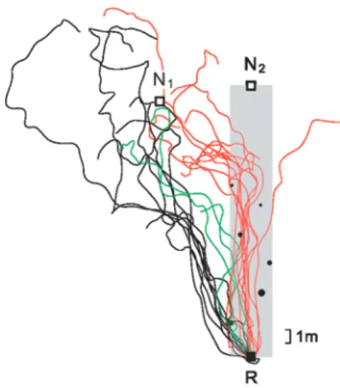 Fig. 6 Continuous updating of the ant’s path integrator. Ants trained to associate their homeward (global) vector with a landmark route (a ‘‘corridor’’, grey, consisting of 6 diﬀerently sized black cylinders) are subjected to an experimental paradigm, in w