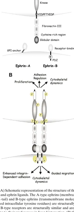 Fig. 1. (A) Schematic representation of the structure of the Eph re- re-ceptors and ephrin ligands