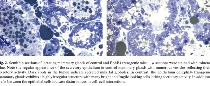 Fig. 2. Semithin sections of lactating mammary glands of control and EphB4 transgenic mice