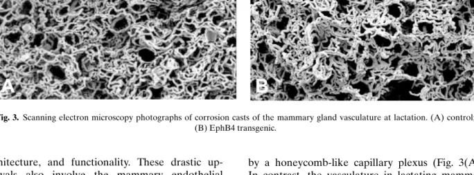 Fig. 3. Scanning electron microscopy photographs of corrosion casts of the mammary gland vasculature at lactation
