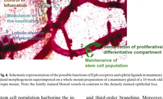Fig. 4. Schematic representation of the possible functions of Eph receptors and ephrin ligands in mammary gland morphogenesis superimposed on a whole mount preparation of a mammary gland of a 10-week-old virgin mouse