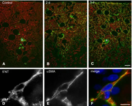 Fig. 12 Renal cortex in sham-operated (a) and in ureter-ligated kid- kid-neys (b,  c) (3 m cryostat sections, red ecto-5⬘nucleotidase (5⬘NT), green alpha smooth muscle actin (SMA), blue cell nuclei)