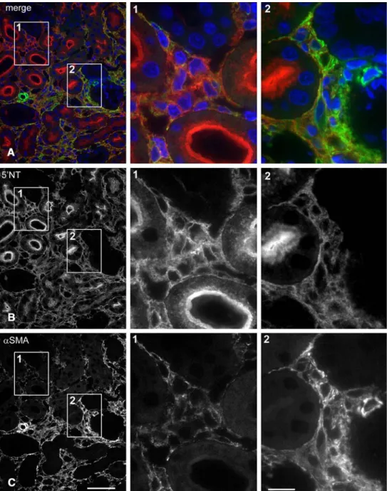 Fig. 13 Renal cortex after  4 days of ureter ligation [3 m  cryostat sections; red ecto-5⬘ 