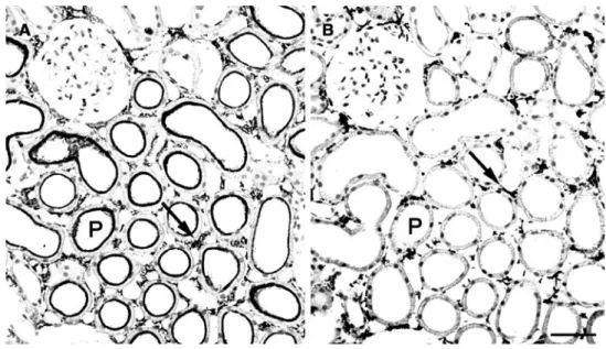 Fig. 2 Interstitial cells, high- high-lighted by immunogold staining  for ecto-5⬘-nucleotidase (a) and  MHC class II (b) on consecutive  cryostat sections
