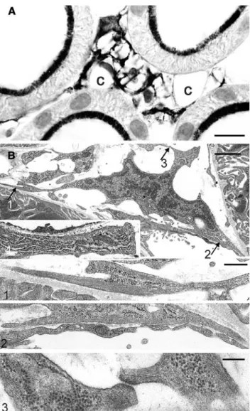 Fig. 3 Fibroblasts in the cortical peritubular interstitium. a Cryostat section. Fibroblasts, shown by immunogold labeling for 5⬘NT, bridge the interstitial space between the tubules and capillaries (c); (b)  trans-mission electron microscopy of healty rat