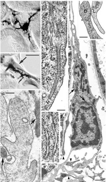 Fig. 7 Dendritic cells in the cortical peritubular interstium. a, b Cryo- Cryo-stat sections, immunogold staining for MHC class II, showing  den-dritic cells, and diVerential interference contrast (DIC)