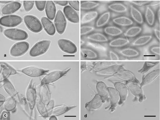 Fig. 8 Endoraecium kauaianum (holotype). a, b. Aeciospores in optical section and with focus on spore surface.