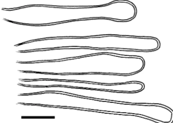 Fig. 4 Endoraecium digitatum. Paraphyses from urediniospore fascicles (ZT Myc 3015). Bar=20 μ m