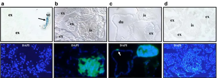 Fig. 1 Activation of the WNT/ β -catenin pathway in small pancreatic vessels, but not in the endocrine pancreas in vivo