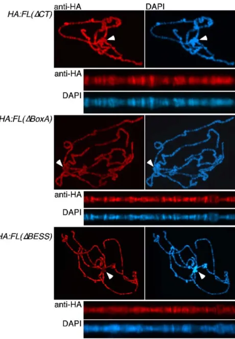 Fig. 4 HA:FL( Δ CT), HA:FL (ΔBoxA), and HA:FL(ΔBESS) bind the whole polytene  chro-mosomes without specificity for heterochromatin