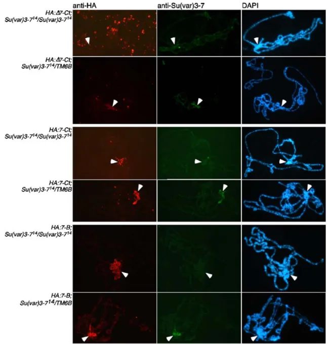 Fig. 6 In the absence of endogenous SU(VAR)3 – 7, the binding of the C-terminal tail of SU(VAR)3 – 7 to heterochromatin requires a zinc finger