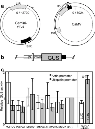 Figure 1. Comparison of transcription termination/polyadenylation sequences from geminiviruses and CaMV in transient gene expression