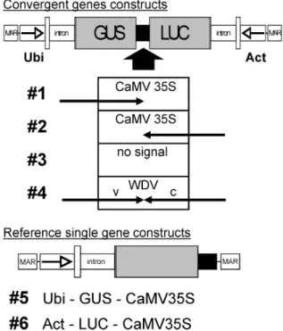 Figure 2. Constructs used to assess the effect of antisense tran- tran-scription on reporter gene expression