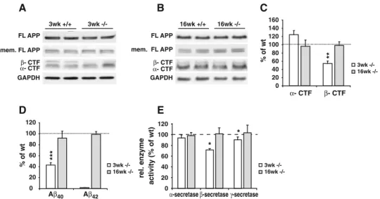 Fig. 5 APP processing, Ab generation and secretase activity in brains of DHCR24 -/- mice