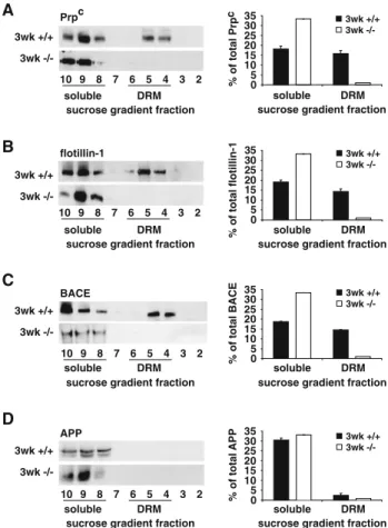 Fig. 2 Effects of sterol alterations on membrane organization of 3-week-old DHCR24 -/- mice