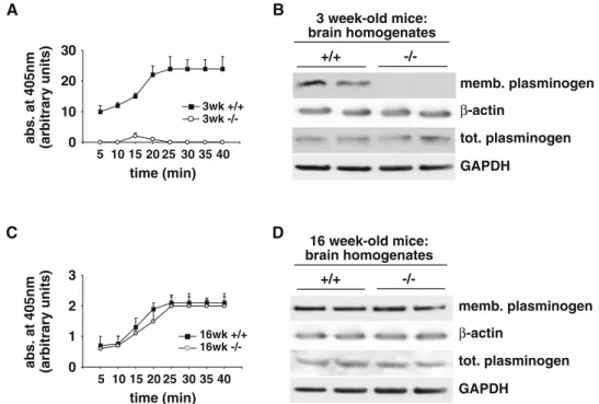 Fig. 4 Plasmin activity and membrane plasminogen binding in DHCR24 -/- mice. a Plasmin activity (expressed in arbitrary units, a.u.) was measured at the indicated times in membranes isolated from wild-type (?/?) and DHCR24 -/- (-/-) mouse brains using the 
