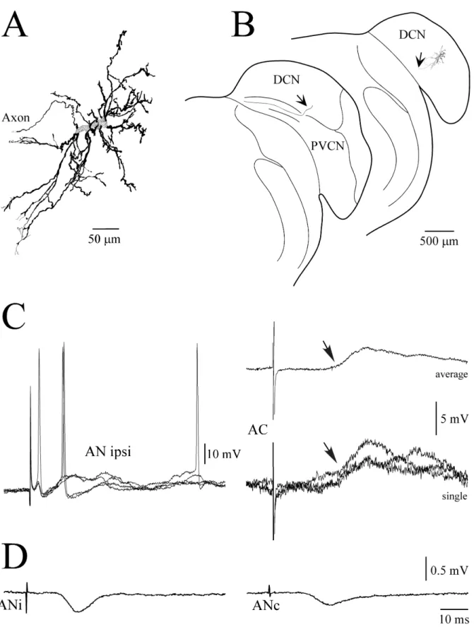 Fig. 5A – D Physiological and morphological characteristics of a giant cell in the dorsal cochlear nucleus (DCN)