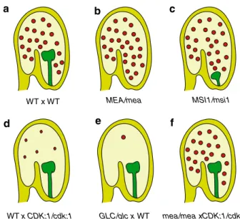 Fig. 1 a Wild-type (WT) seed development after WT fertilization of a WT embryo sac (WT 9 WT), showing a globular stage diploid embryo (dark green) surrounded by developing triploid endosperm (red)