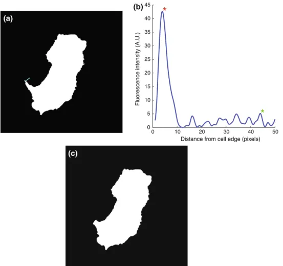 FIGURE 6. (a) Binary representation of a cell shape including filopodia. (b) Intensity profile perpendicular to a filopodium edge as indicated by the cyan line in (a)