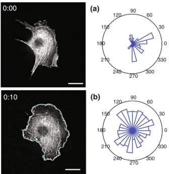 FIGURE 7. Snake contour-defined edge ruffles in a serum- serum-starved endothelial cell expressing mRFP-actin